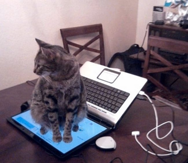 15 котов, которые плевать хотели на вашу логику