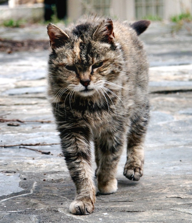 20 суровых дворовых котов