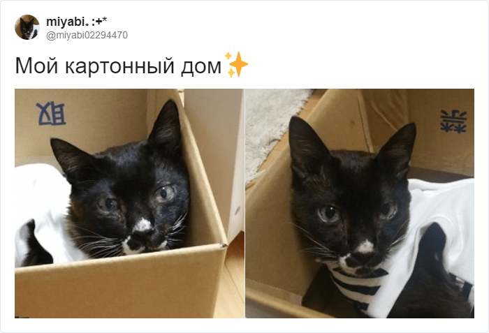 Кот мешает работать и лезет на клавиатуру? В сети предложили лайфхак, который прост и гениален