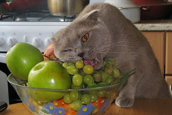 «Виноград — то, что надо!» гурман, еда, кот, прикол