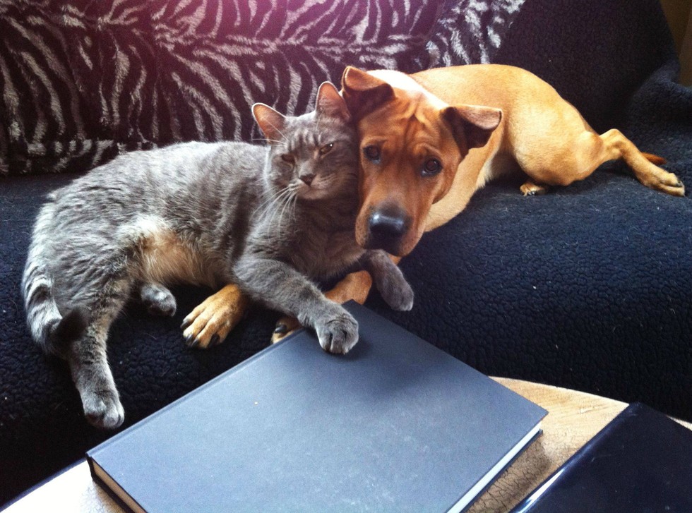 20 котов, которые по уши втрескались в собак catslovedogs17 20 котов, которые по уши втрескались в собак