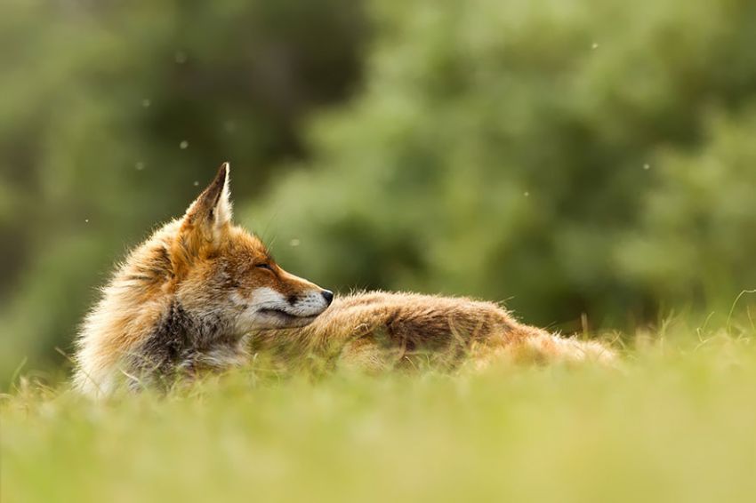 Лисы в дикой природе. Фотографии Roeselien Raimond фото, лисы, природа