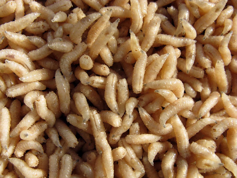 Фотография: Насекомые в роли докторов №3 - BigPicture.ru