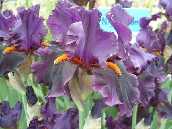Ирис цветок фото сорта Ирис цветок фото сорта