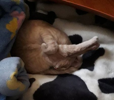 Милота уснула Милота уснула