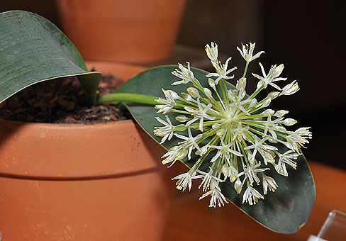 Лук (Allium) Лук (Allium)