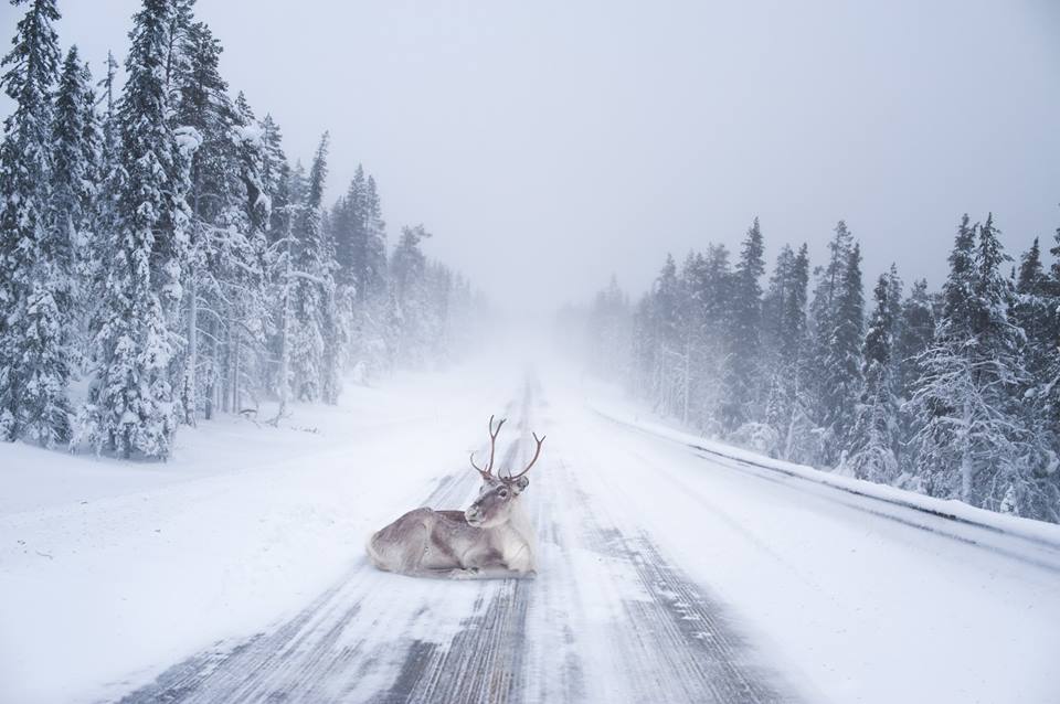 Портреты от заклинателя белок животные, портрет, фото