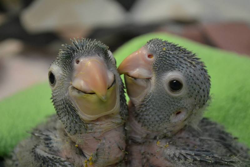 animalbaby40