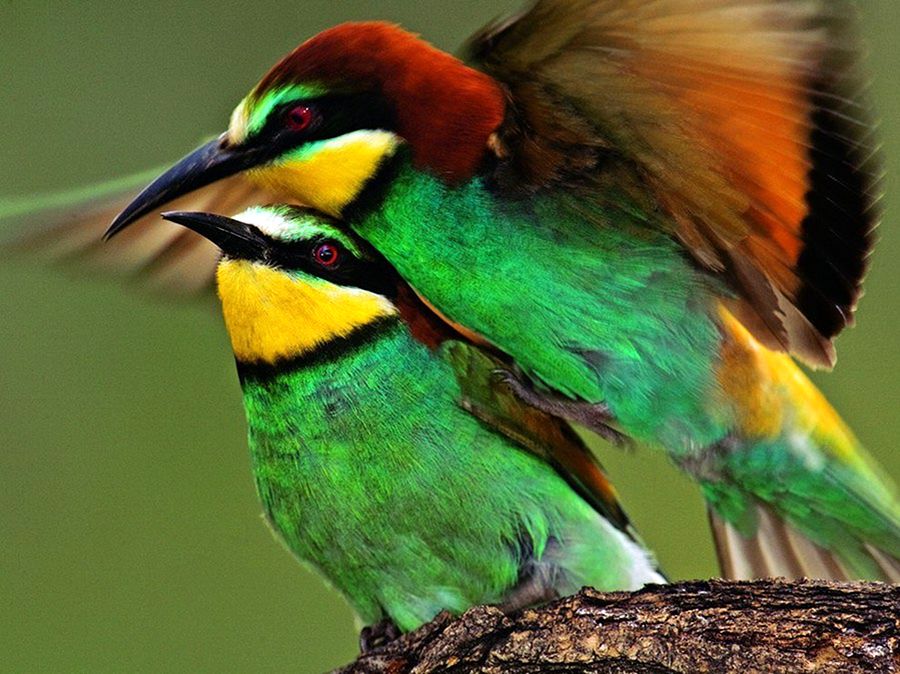 NewPix.ru - ������������ ���������� ��������