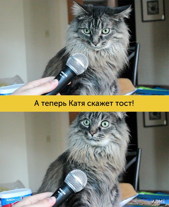 Эти коты куда эмоциональнее, чем мы с Вами! Эти коты куда эмоциональнее, чем мы с Вами!