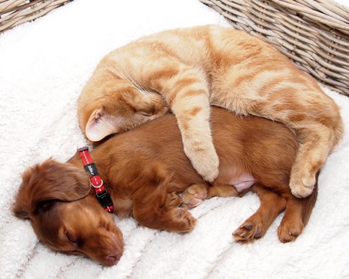 Очаровательные примеры дружбы кошек и собак. Часть 2 (29 фото)