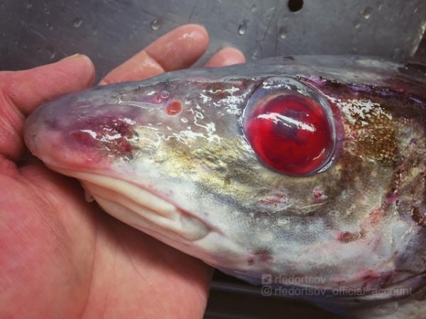 Чудища морских глубин Чудища морских глубин