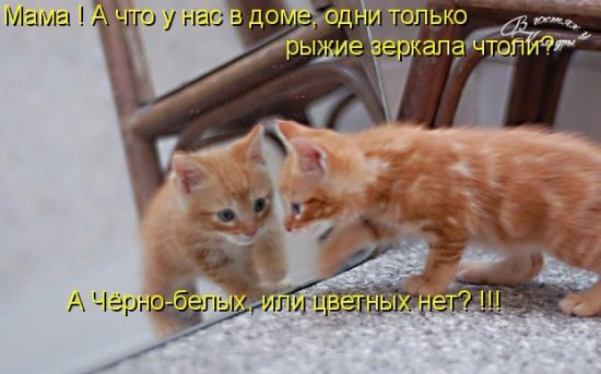 Котоматрица 12