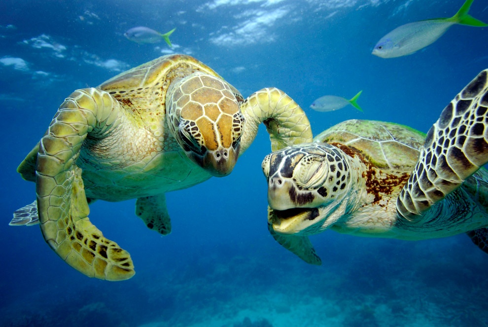 zelyoniecherepaxi 5 Зелёные черепахи на Большом Барьерном рифе
