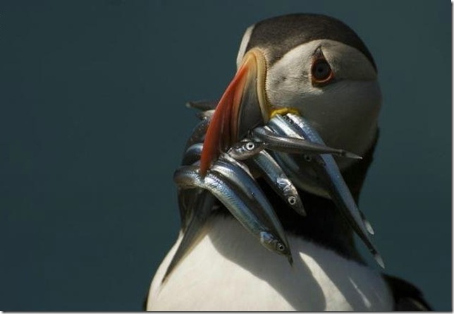 Самые смешные фото пингвинов