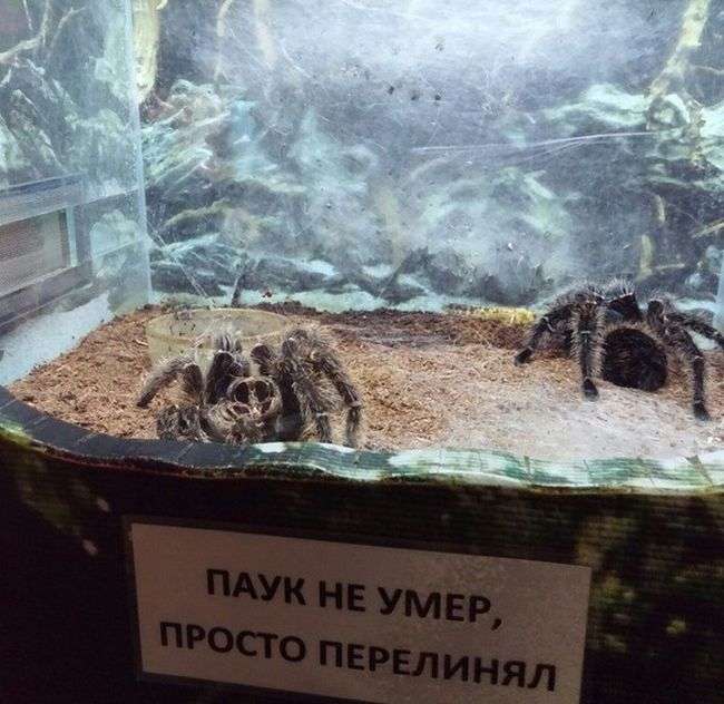 Свежий юмор