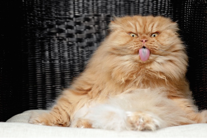 «Самое нелюбимое его занятие — это расчесываться и мыться. Гарфи способен сильным ударом выбить расческу из рук и пулей вылететь из ванны, если я забыла закрыть дверь»