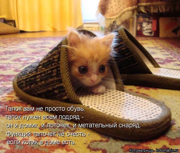 Лучшие котоматрицы недели