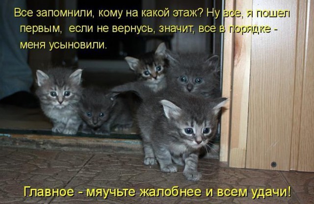 Стерилизация кошек и кастрация котов – зачем это нужно? кастрация, кот, стерилизация