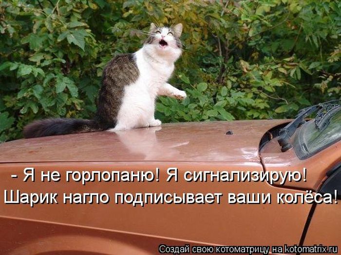 ����������� (49 ����)