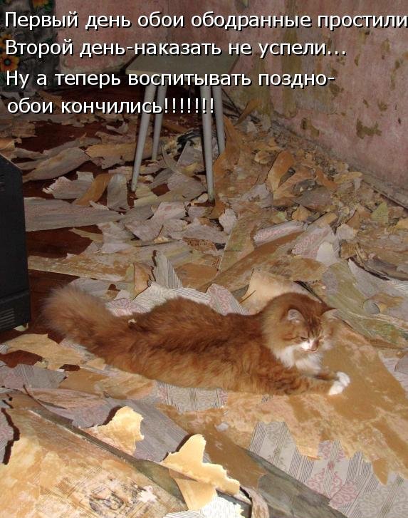 Котоматрица (81 фото)