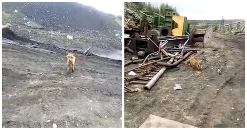 Решил поделиться обедом с голодным лисенком, но что-то пошло не так