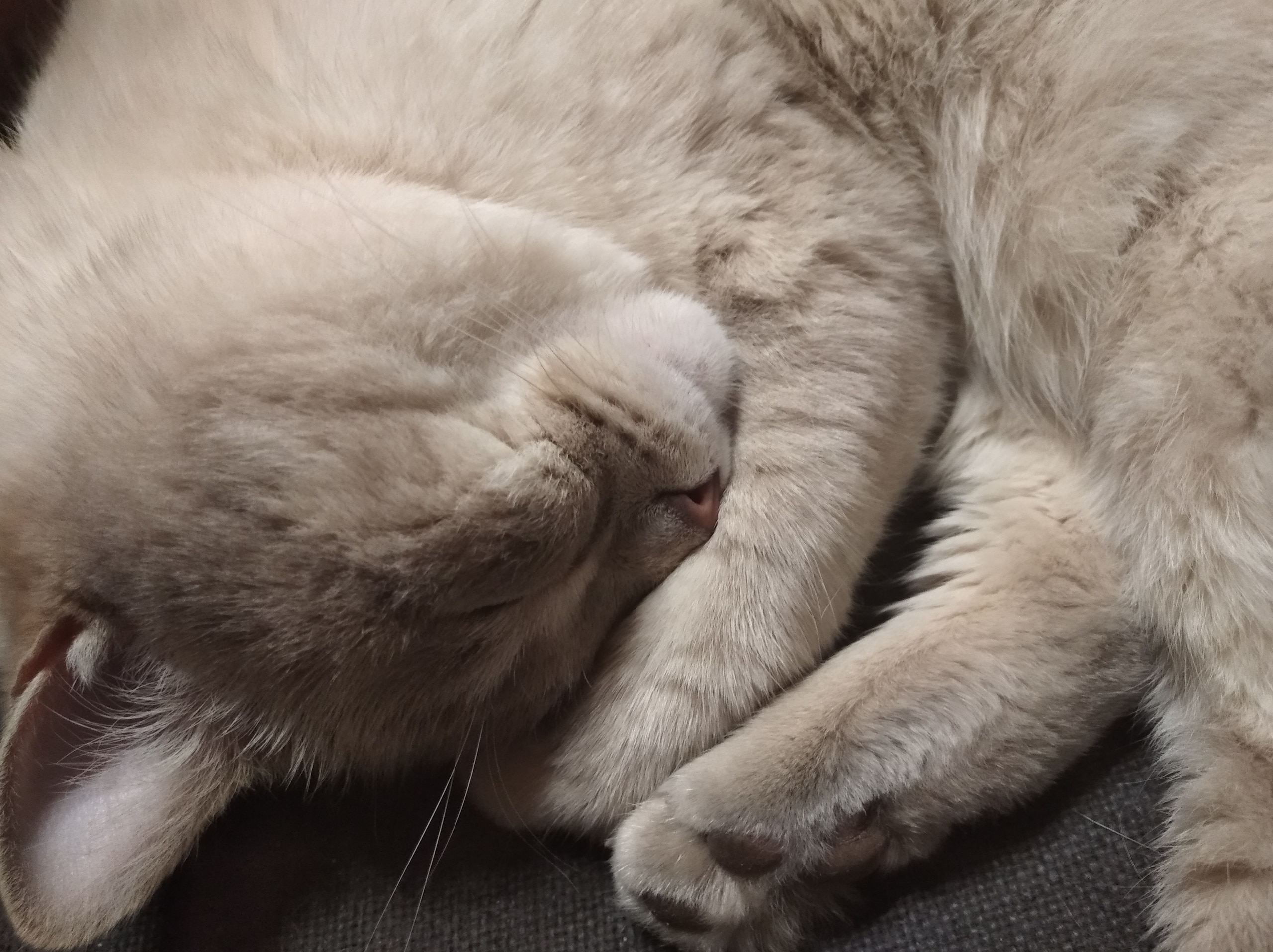 помощь коту спящий кот