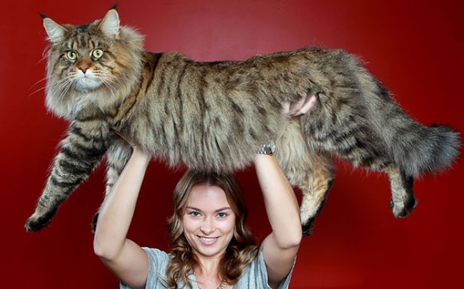 КОШКИН ДОМ. А они совсем не мелкотня! КОШКИН ДОМ. А они совсем не мелкотня!