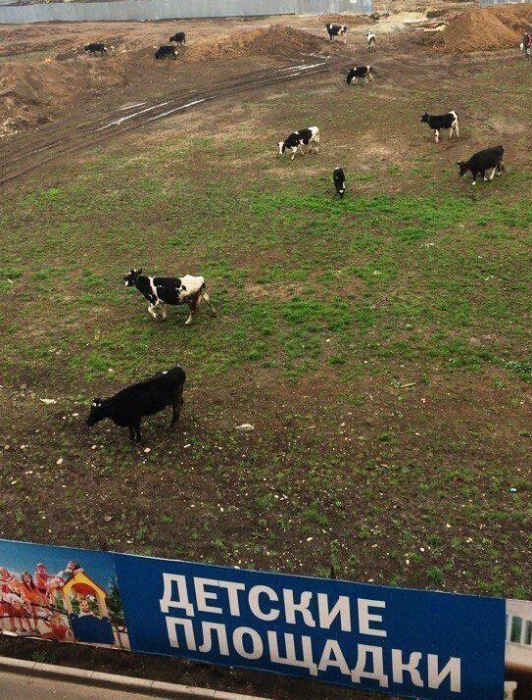 Где еще ваш ребенок может поиграть с крупным рогатым скотом? | Фото: Поросёнка.нет. Где еще ваш ребенок может поиграть с крупным рогатым скотом? | Фото: Поросёнка.нет.