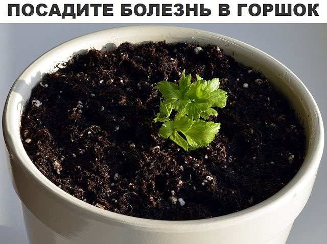Посадить свою болезнь в землю Посадить свою болезнь в землю