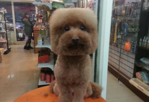 Необычные стрижки тайваньских собак (10 фото) Необычные стрижки тайваньских собак (10 фото)