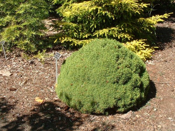 Picea glauca Alberta Globe