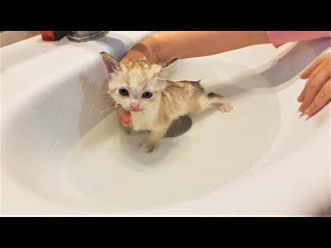 Милые и Забавные Животные Котик первый раз моется И любители Чая Милые и Забавные Животные Котик первый раз моется И любители Чая