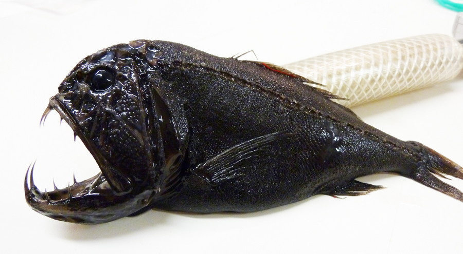 4. Саблезуб. глубоководные рыбы, монстры, рыбы