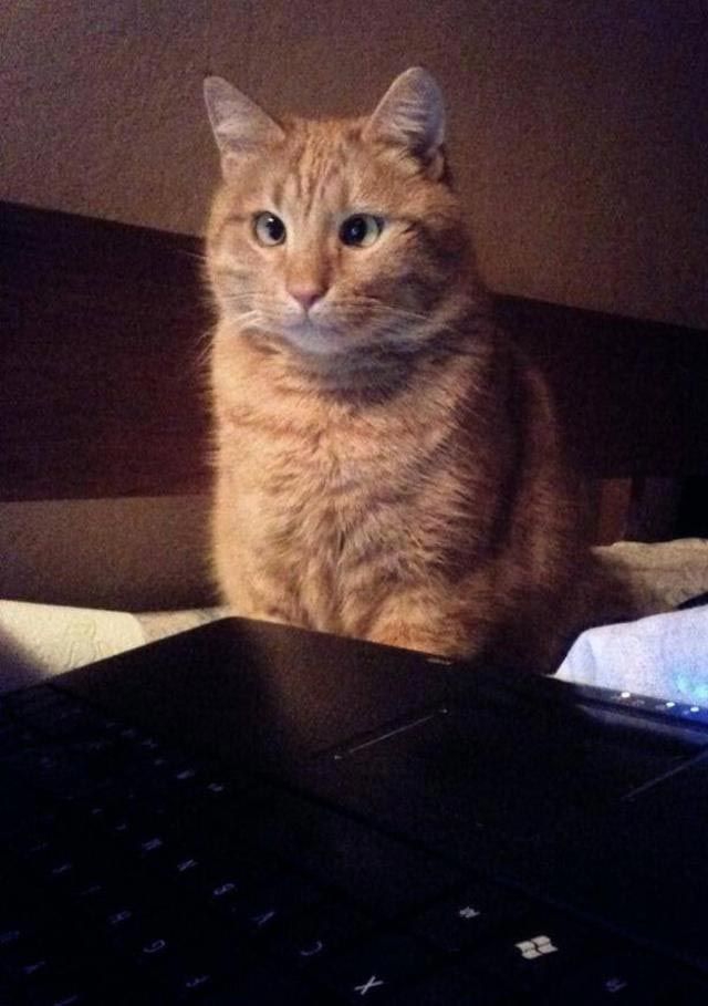Милейшие косоглазые коты, чей изъян делает их уникальными Милейшие косоглазые коты, чей изъян делает их уникальными животные, косоглазые коты
