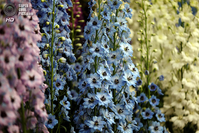 Выставка цветов и ландшафтного дизайна Chelsea Flower Show 2014