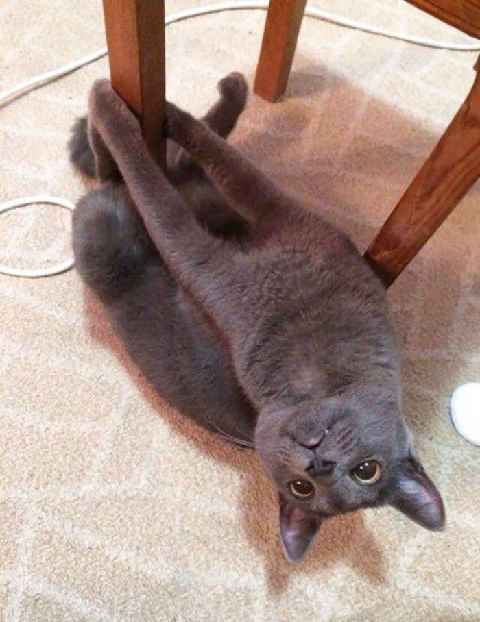 Коты, застигнутые врасплох Коты, застигнутые врасплох