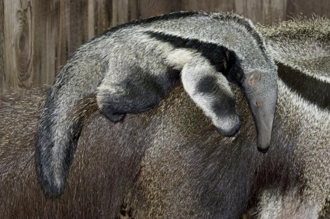 Муравьед Сирано спит на спине мамы Марипи. Зоопарк Вашингтона.
