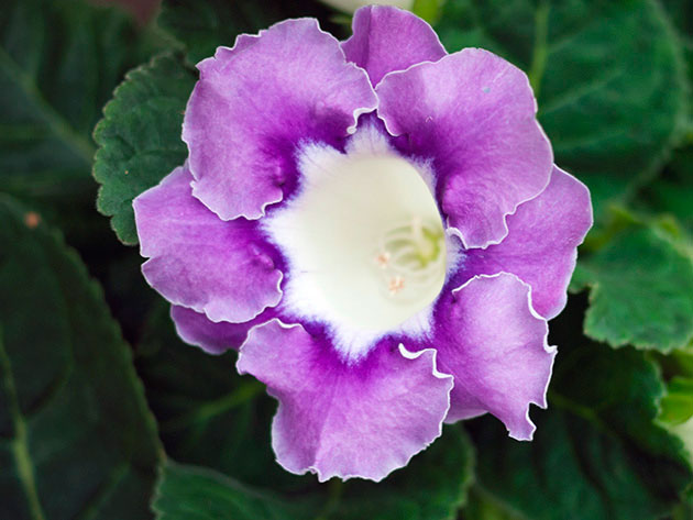 ��������� ���������� / Gloxinia speciosa