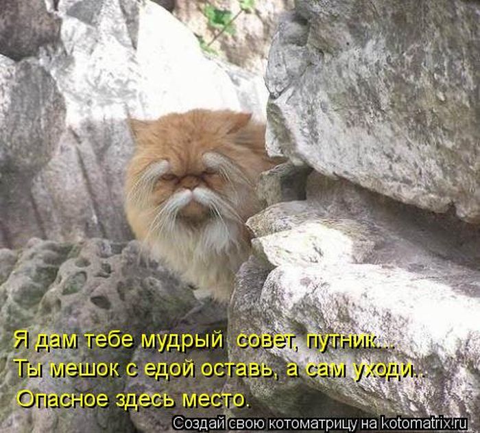 Лучшие котоматрицы недели (50 фото)