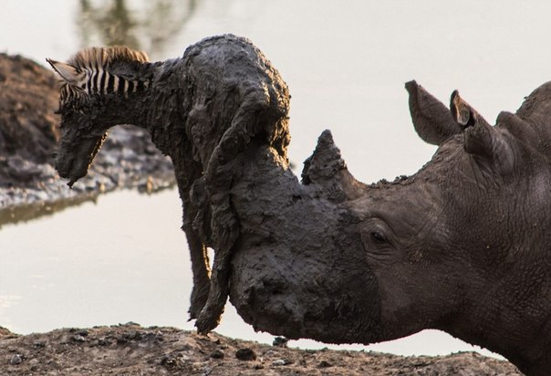 Носорог достал жеребенка зебры из грязи.