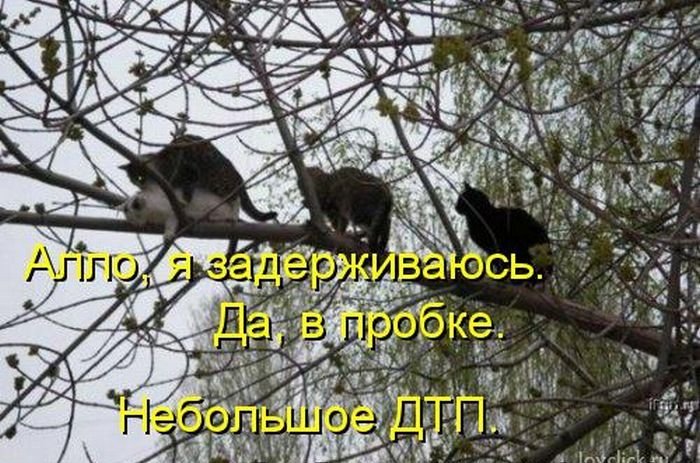 Котоматрица. Часть 2. (45 фото)