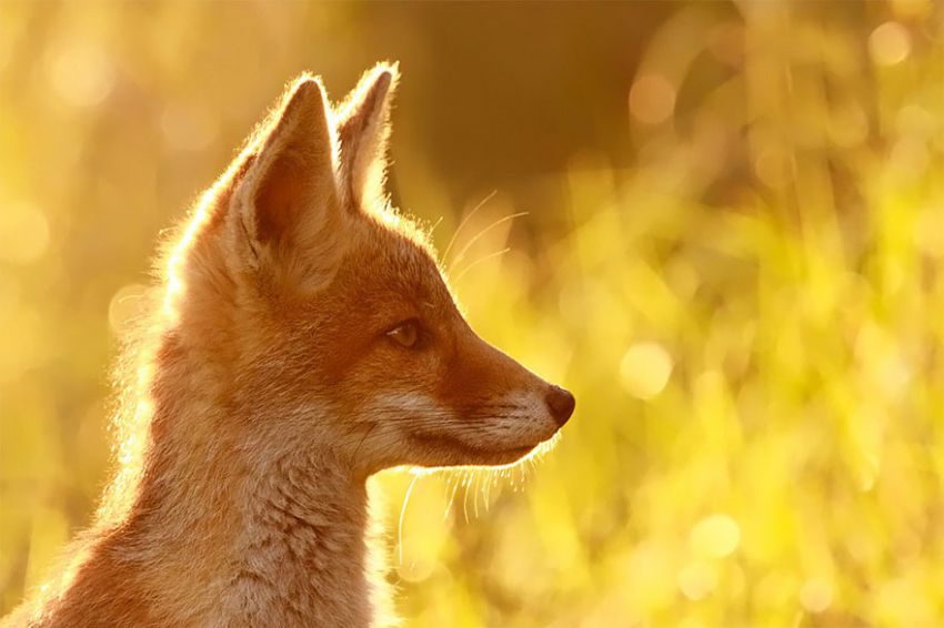 Лисы в дикой природе. Фотографии Roeselien Raimond фото, лисы, природа