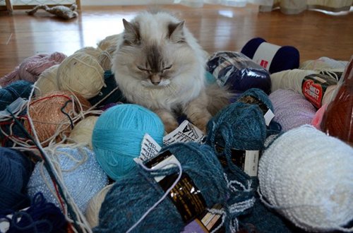 Котики и кошечки, которые вызовут у вас улыбку (29 фото) Котики и кошечки, которые вызовут у вас улыбку (29 фото)