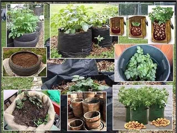 Выращивание картофеля дома 27