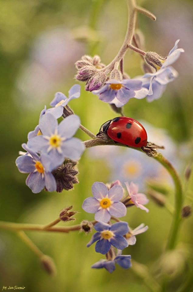 ФОТОВЫСТАВКА. Природа в фотографиях Jan Siwmir ФОТОВЫСТАВКА. Природа в фотографиях Jan Siwmir