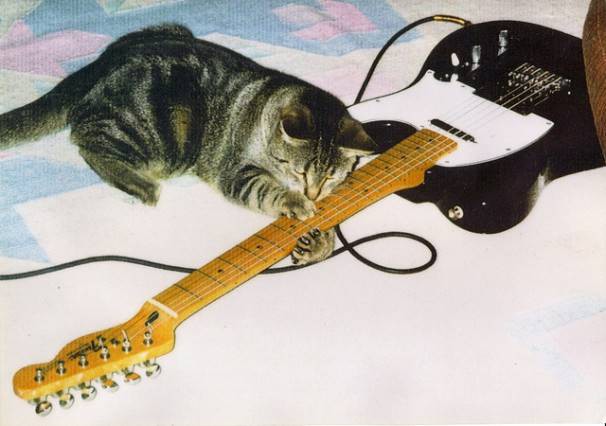Сыграл на гитаре для скучающего хозяина кот, человек