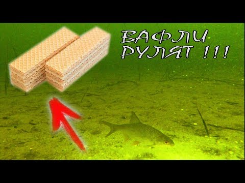 Вот это реакция рыбы на вафли! Вот это реакция рыбы на вафли!