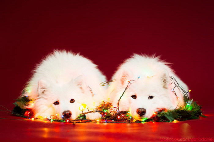 Новогодние собачки в фотографиях Oszkár Dániel Gáti