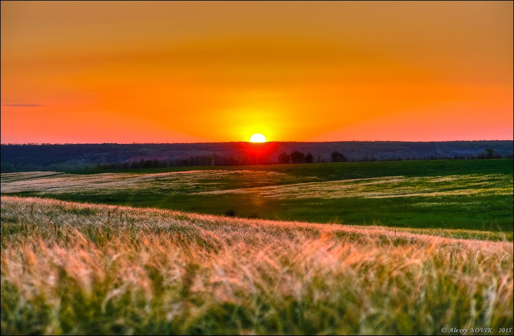 Фотопрогулки. Закат в ковыле Фотопрогулки. Закат в ковыле